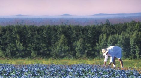Superfood’s Wild Blueberries Image